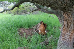 Vaca muerta (Jose Ferri)