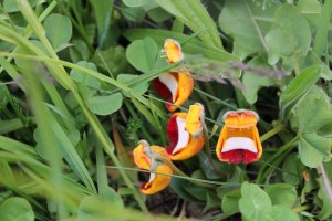 zapatito de la virgen (Jose Ferri)