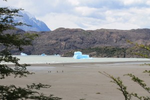 Casquetes varados en la playa Grey (Jose Ferri)