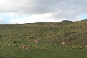 Guanacos (Jose Ferri)