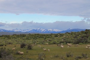 Borregos cerca del lago Sarmiento (Jose Ferri)