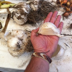 Ajos gigantes de Chiloe_Jose Ferri