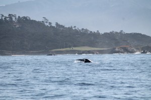 Ballenas en Monterrey_Jose Ferri