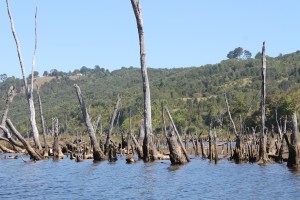 Bosque muerto Chiloe 2_Jose Ferri