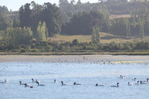 Cahuiles en chiloe_Jose Ferri